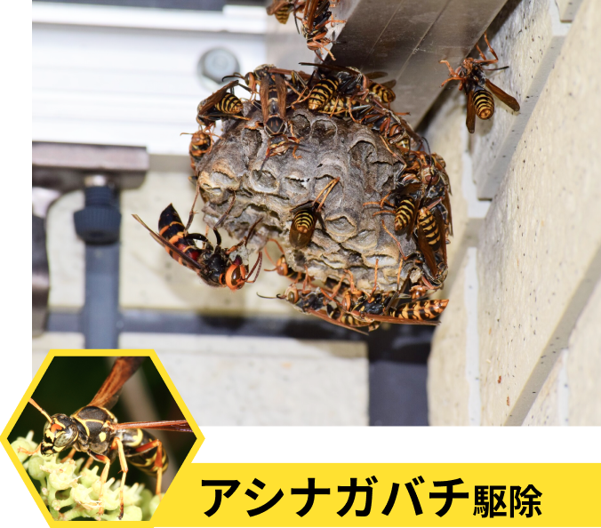 アシナガバチ駆除
