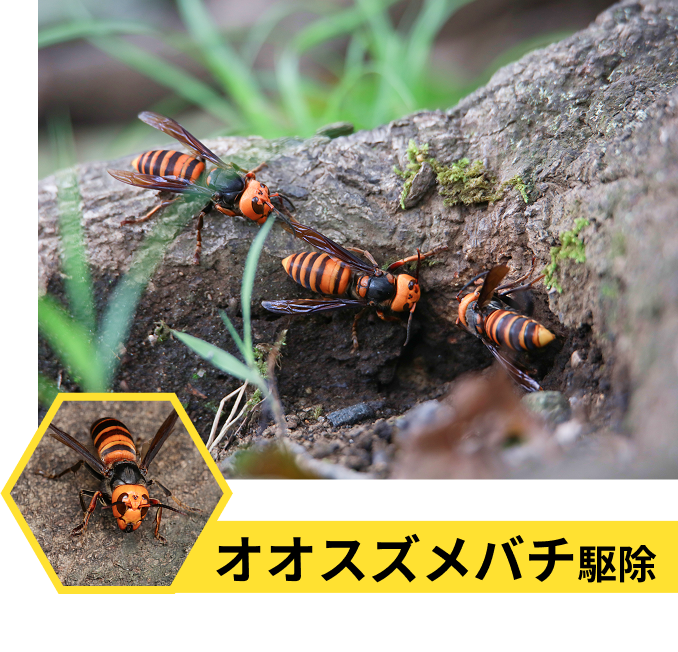 オオスズメバチ駆除
